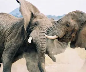 بدایع حیات وحش/سقوط فیل از دره /لاشه له شده اش وسط جادس