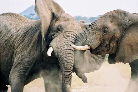 بدایع حیات وحش/سقوط فیل از دره /لاشه له شده اش وسط جادس