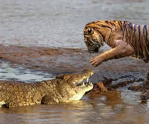 مستند حیات وحش؛ ببر خط دار تمساح پوست کلفت چپاول کرد