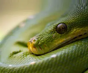 آن روی طبیعت وحشی؛ بدشانسی اگه آدم بود میشد این مردی که نیش مار تو پیشونیش گیر کرده