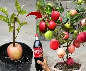 کشاورزی نوین؛ به و سیب رو پیوند زدن سروتهش خمیری که میشناسیم زدن درخت میوه ترکیبی داد