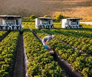 کشاورزی نوین؛ کشاورزی با ابزارهای مدرن و پیشرفته تو چین که ببینی از تعجب شاخ درمییاری