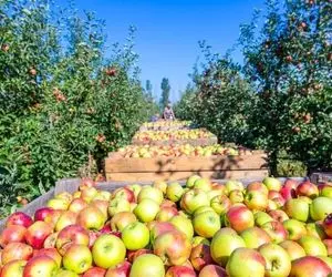 کشاورزی نوین؛ تو مزارع چند 1000 هکتاری سیب کاشتن با ماشین تو 30 ثانیه هر درختو میچینن