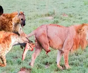 صحنه دهشتناک؛ کفتار زالو صفت بدسگال ران شیر شریری که جلاد نوزادش بود رو کَند