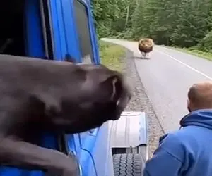 معماری طبیعت؛ شیر اومد دلی از عزا دربیاره راننده تریلی رو بخوره به غلط کردن افتاد