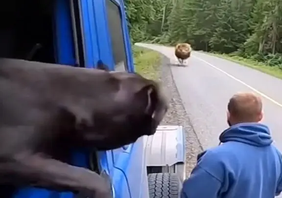 معماری طبیعت؛ شیر اومد دلی از عزا دربیاره راننده تریلی رو بخوره به غلط کردن افتاد