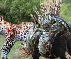 مستند حیات وحش؛ جوجه تیغی استراتژیک تیغاشو رها کرد چش و چال دشمناش درآد