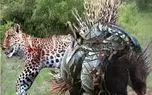مستند حیات وحش؛ جوجه تیغی استراتژیک تیغاشو رها کرد چش و چال دشمناش درآد