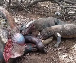 حیات وحش بی رحم؛ کومودوی سفاک با پاره کردن شکم بوفالو جنینشو بلعید