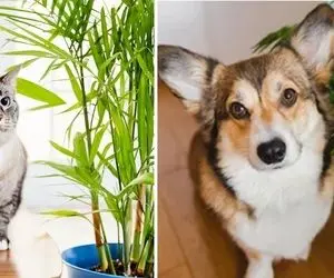 معرفی گیاهان بی خطر برای حیوانات خانگی / گلهای آپارتمانی غیرسمی دوست با سگ و گربه شما