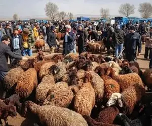 قیمت دام زنده امروز شنبه ۶ تیر ۱۴۰۵