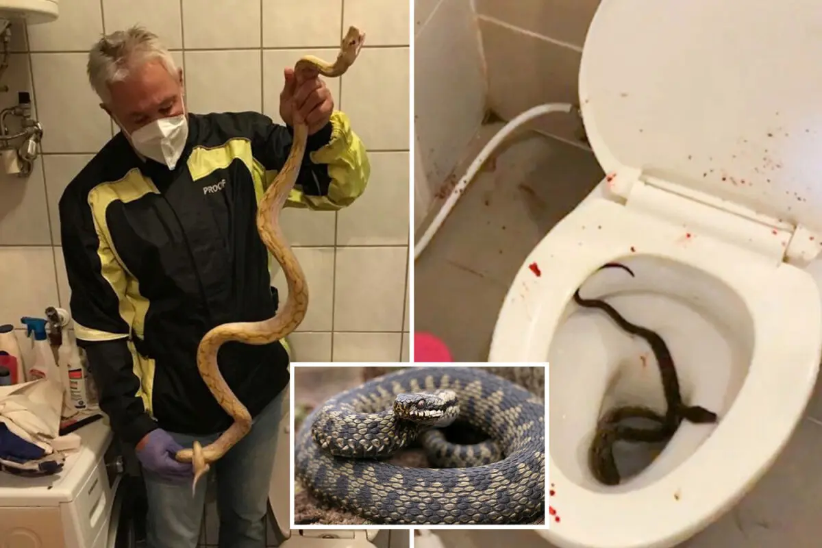 COMP-FH-TWINUP-SNAKES