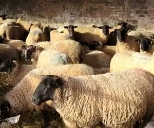 قیمت دام زنده امروز ۸ مرداد ۱۴۰۴ + جدول