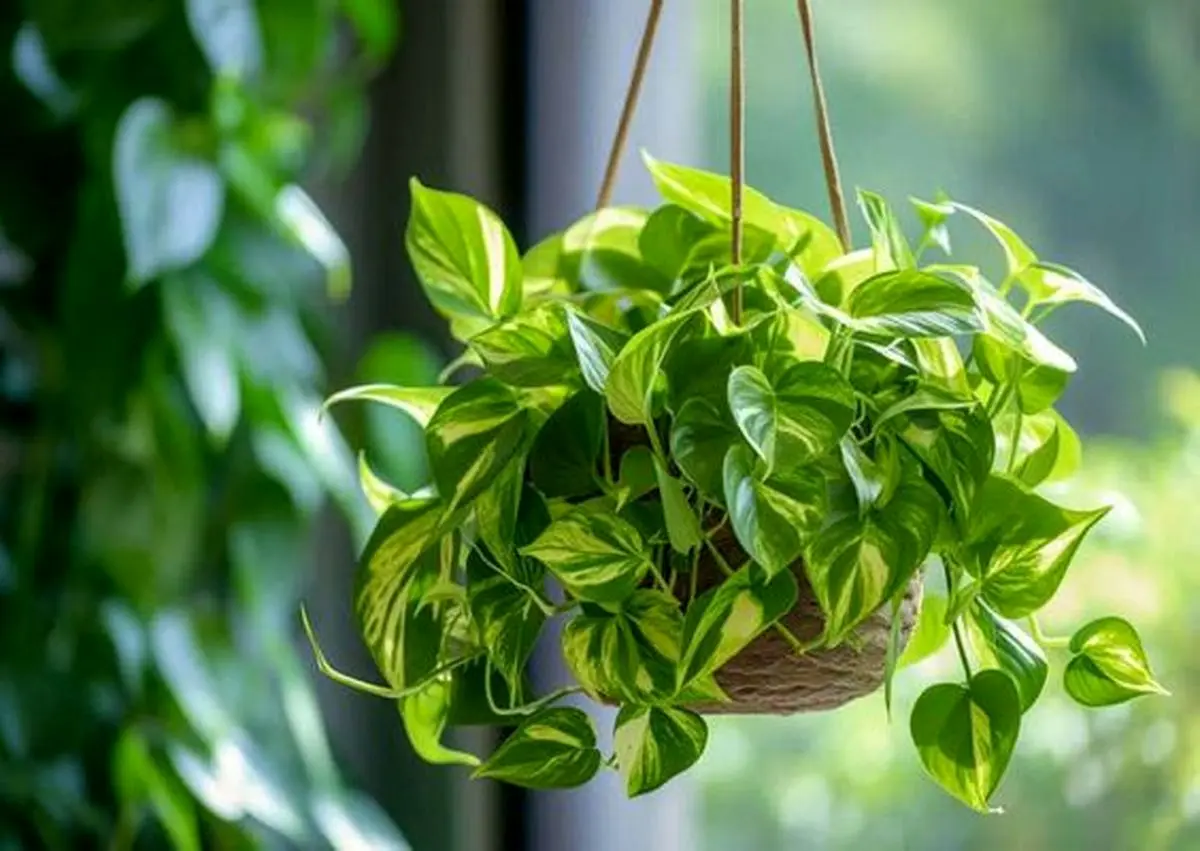 پتوس هاوایی (Hawaiian Pothos)