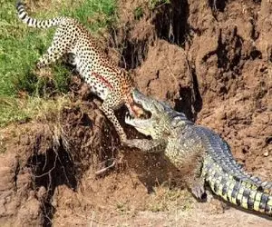 مستند حیات وحش؛ تمساح پلنگی که سرشو کرده بود تو آخورش نشوند سر جاش