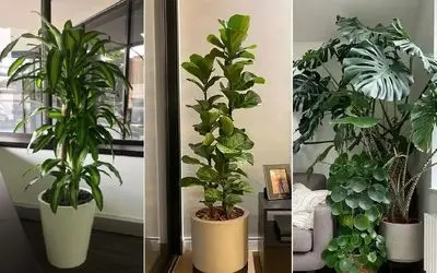 گیاهان آپارتمانی ثروت ساز در فنگ شویی که دست رفاه و خوشبختی رو میگیرن میارن خونتون