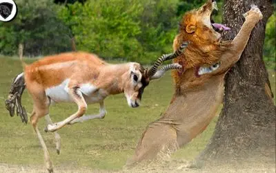 نبرد حیات وحش/شیر با هوش و ذکاوت یک بچه آهو را گیر انداخت/دست و پا زدنشم فایده نداره