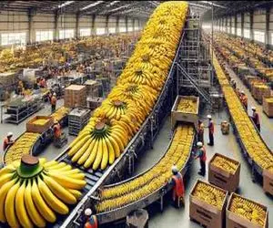 کشاورزی نوین؛ با تجهیزات به روز موز کاشتن زرد و طلایی هرکدوم اندازه یه آدم شده