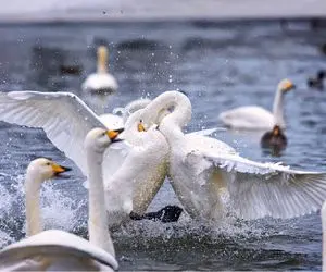 از بدایع حیات وحش؛ غاز ماده تمرد کرد شوهر عاشقش اونو گرفت زیر مشت و لگد