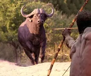 جنگجویان طبیعت؛ قبیله ماسایی بوفالو ددمنشی که بچه هاشون زخمی کرد مثله کردن بلعیدن