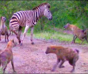 شاهکار حیات وحش؛ کفتار دد و رفیقای لاشخور صف کشیدن واسه بلع گورخر مسخ شده