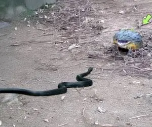 مستند حیات وحش؛ مار رنگ بختش عین خودش سیاه تو دهن قورباغه وول وول میزنه