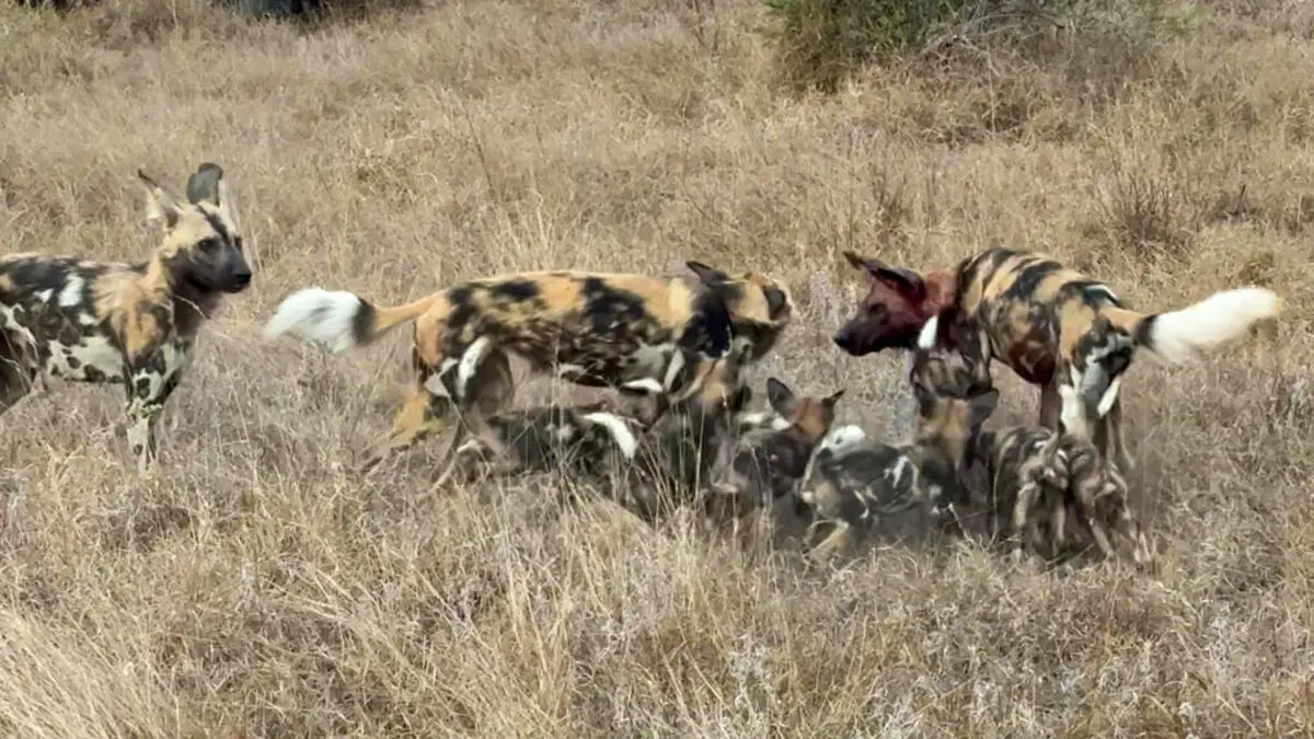Wild-Dogs-Family-Makes-a-Huge-Noise-During-Reunion-9-1024x576