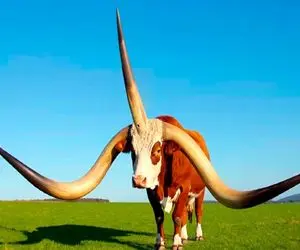 گاوهای باورنکردنی / قلمرو حیوانات پر از شاخ ها و عاج های چشمگیر