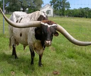 گاوهای باورنکردنی؛ بعد دوشیدن روزانه 900 کیلو شیر از گاو به چهارمیخ کشیدنش سلاخی شه