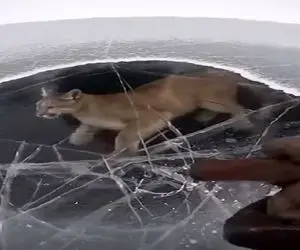 معماری طبیعت؛ توله شیر تو دریاچه یخ زده گیر افتاده سطح آبو چکش میزنن درمیاد