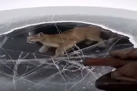 معماری طبیعت؛ توله شیر تو دریاچه یخ زده گیر افتاده سطح آبو چکش میزنن درمیاد