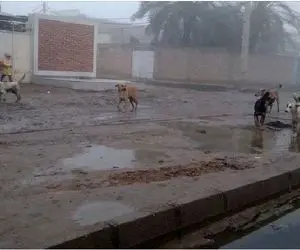 (عکس) پناه آوردن دختران نوجوان از ترس سگ‌های ولگرد