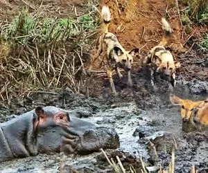 مستند حیات وحش؛ اسب آبی اول برای بچه آهو مادری کرد اما بعد پیشکشش کرد به سگ های وحشی