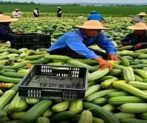 کشاورزی نوین؛ بچه های ده الکی بذر پاشیدن رو زمین یه عالمه بار خیار داده بزرگترا موندن