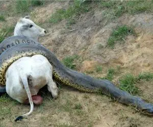 طعام حیات وحش/ مار آناکوندا با درسته یک گاو 900 کیلویی را بلعید