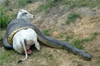 طعام حیات وحش/ مار آناکوندا با درسته یک گاو 900 کیلویی را بلعید