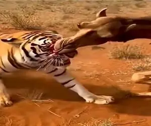 مستند حیات وحش؛ صورت ببر سقزِ شتره