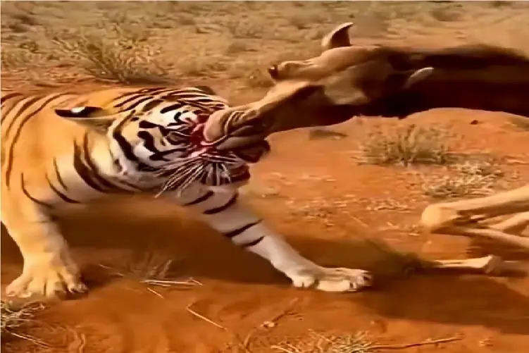 مستند حیات وحش؛ صورت ببر سقزِ شتره