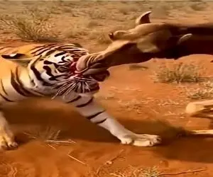 مستند حیات وحش؛ صورت ببر سقزِ شتره