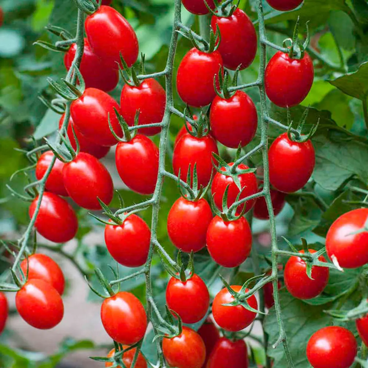 کاشت گوجه فرنگی در بطری
