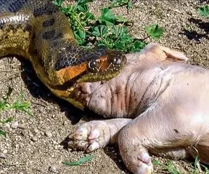 از جذابیت های حیات وحش؛ مار پیتون از فرط گشنگی هر چیز گوشت داری می خواد ببلعه