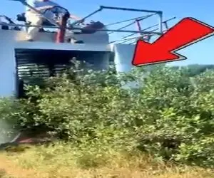 کشاورزی نوین؛ ماشین پیشرفته که درو کردن میوه های ریز مثل گیلاسو تو 5 دقیقه انجام میده