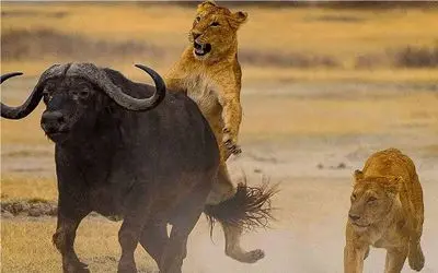 بدایع حیات وحش؛ نبرد مادام العمر بوفالو و شیر برای بلع  و بلعیده نشدن