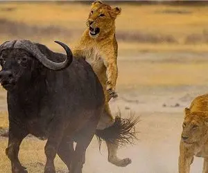 بدایع حیات وحش؛ نبرد مادام العمر بوفالو و شیر برای بلع  و بلعیده نشدن