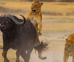 بدایع حیات وحش؛ نبرد مادام العمر بوفالو و شیر برای بلع  و بلعیده نشدن