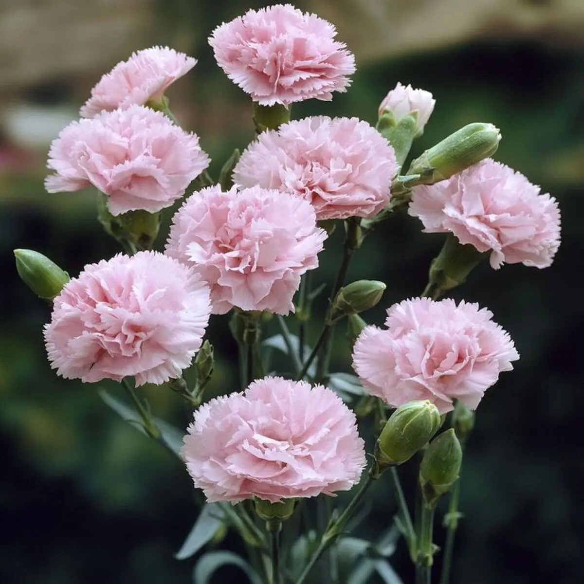 آرابیس