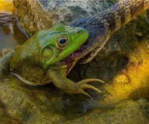 جذابیت حیات وحش؛ مار باید تو هفتا سوراخ قایم شه شکار قورباغه آز نشه