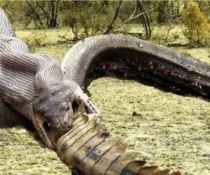 مستند حیات وحش؛ مار برای رفع حاجت به هر چیزی میپیچه