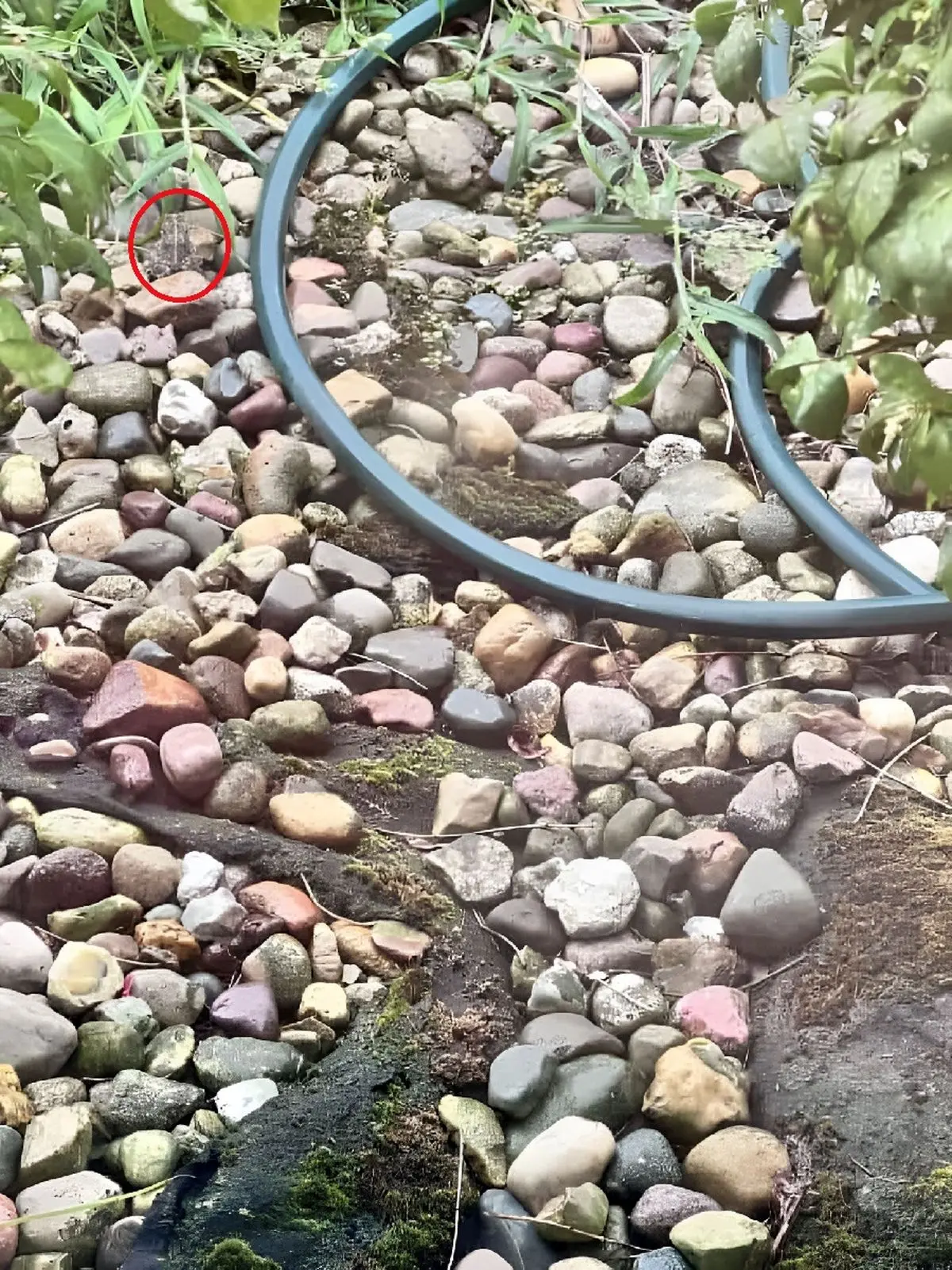 پاسخ-تست-بینایی-یافتن-قورباغه-میان-سنگ-ها