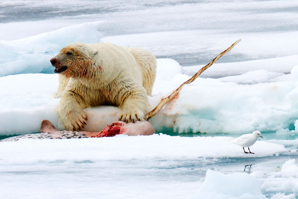 شگفتی های حیات وحش؛ خرس قطبی عظیم گراز دریایی بیچاره رو با دندون تیکه کرد بیا و ببین!